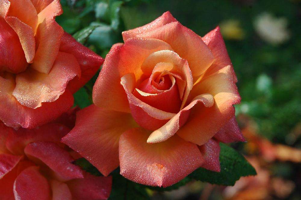 Róże: podstawowe informacje dla ogrodnika
